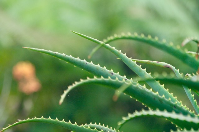 Úžasná aloe vera má všestranné využití